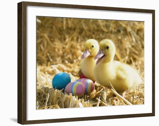 Pair of ducklings with Easter eggs-Ada Summer-Framed Photographic Print
