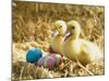 Pair of ducklings with Easter eggs-Ada Summer-Mounted Photographic Print