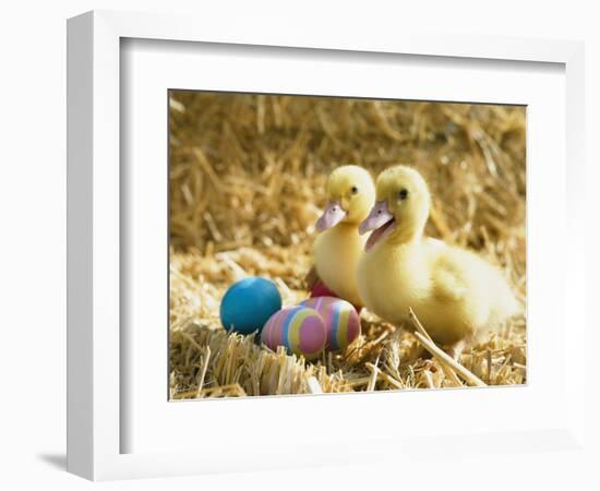 Pair of ducklings with Easter eggs-Ada Summer-Framed Photographic Print