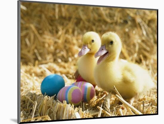 Pair of ducklings with Easter eggs-Ada Summer-Mounted Photographic Print