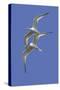 Pair of Elegant Terns in Fight-Hal Beral-Stretched Canvas