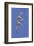 Pair of Elegant Terns in Fight-Hal Beral-Framed Photographic Print