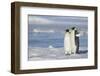 Pair of Emperor Penguins-DLILLC-Framed Photographic Print