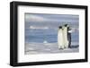 Pair of Emperor Penguins-DLILLC-Framed Photographic Print