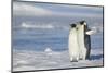 Pair of Emperor Penguins-DLILLC-Mounted Photographic Print