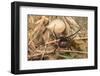 Pair of European black widow spiders, Italy-Paul Harcourt Davies-Framed Photographic Print