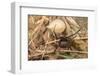 Pair of European black widow spiders, Italy-Paul Harcourt Davies-Framed Photographic Print