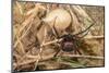 Pair of European black widow spiders, Italy-Paul Harcourt Davies-Mounted Photographic Print