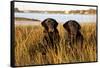 Pair of Female Labrador Retrievers in Early Morning October Light-Lynn M^ Stone-Framed Stretched Canvas