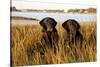 Pair of Female Labrador Retrievers in Early Morning October Light-Lynn M^ Stone-Stretched Canvas