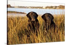Pair of Female Labrador Retrievers in Early Morning October Light-Lynn M^ Stone-Stretched Canvas