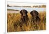 Pair of Female Labrador Retrievers in Early Morning October Light-Lynn M^ Stone-Framed Photographic Print