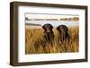 Pair of Female Labrador Retrievers in Early Morning October Light-Lynn M^ Stone-Framed Photographic Print