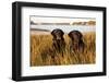 Pair of Female Labrador Retrievers in Early Morning October Light-Lynn M^ Stone-Framed Photographic Print