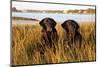 Pair of Female Labrador Retrievers in Early Morning October Light-Lynn M^ Stone-Mounted Photographic Print