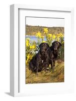 Pair of Female Labrador Retrievers in Early Morning October Light-Lynn M^ Stone-Framed Photographic Print