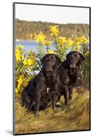 Pair of Female Labrador Retrievers in Early Morning October Light-Lynn M^ Stone-Mounted Photographic Print