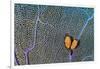 Pair of Flamingo tongue cowries on a common sea fan-Alex Mustard-Framed Photographic Print