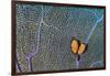 Pair of Flamingo tongue cowries on a common sea fan-Alex Mustard-Framed Photographic Print