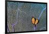 Pair of Flamingo tongue cowries on a common sea fan-Alex Mustard-Framed Photographic Print