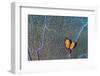 Pair of Flamingo tongue cowries on a common sea fan-Alex Mustard-Framed Photographic Print