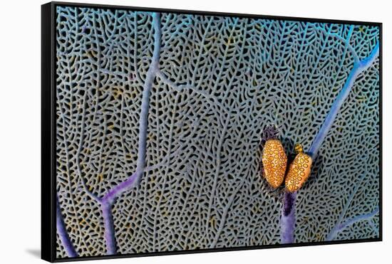 Pair of Flamingo tongue cowries on a common sea fan-Alex Mustard-Framed Stretched Canvas