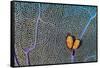 Pair of Flamingo tongue cowries on a common sea fan-Alex Mustard-Framed Stretched Canvas