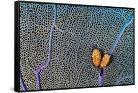 Pair of Flamingo tongue cowries on a common sea fan-Alex Mustard-Framed Stretched Canvas