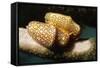 Pair of Flamingo Tongue Cowries-Hal Beral-Framed Stretched Canvas