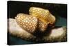 Pair of Flamingo Tongue Cowries-Hal Beral-Stretched Canvas