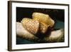 Pair of Flamingo Tongue Cowries-Hal Beral-Framed Photographic Print