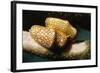 Pair of Flamingo Tongue Cowries-Hal Beral-Framed Photographic Print