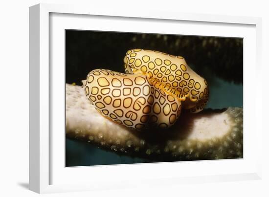 Pair of Flamingo Tongue Cowries-Hal Beral-Framed Photographic Print