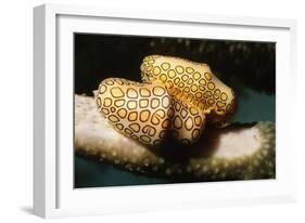 Pair of Flamingo Tongue Cowries-Hal Beral-Framed Photographic Print