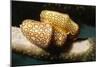 Pair of Flamingo Tongue Cowries-Hal Beral-Mounted Photographic Print