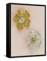 Pair of Flower-Head Brooches-null-Framed Stretched Canvas