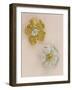 Pair of Flower-Head Brooches-null-Framed Giclee Print