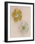 Pair of Flower-Head Brooches-null-Framed Giclee Print