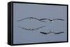 Pair of Flying Black Skimmers-Hal Beral-Framed Stretched Canvas