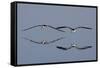 Pair of Flying Black Skimmers-Hal Beral-Framed Stretched Canvas