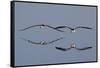 Pair of Flying Black Skimmers-Hal Beral-Framed Stretched Canvas