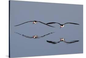 Pair of Flying Black Skimmers-Hal Beral-Stretched Canvas