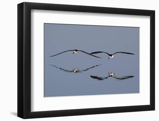 Pair of Flying Black Skimmers-Hal Beral-Framed Photographic Print