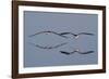 Pair of Flying Black Skimmers-Hal Beral-Framed Photographic Print