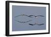 Pair of Flying Black Skimmers-Hal Beral-Framed Photographic Print