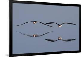 Pair of Flying Black Skimmers-Hal Beral-Framed Photographic Print