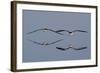 Pair of Flying Black Skimmers-Hal Beral-Framed Photographic Print