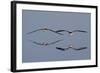 Pair of Flying Black Skimmers-Hal Beral-Framed Photographic Print