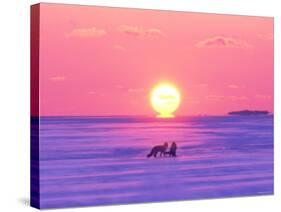 Pair of Fox in Winter Morning-null-Stretched Canvas