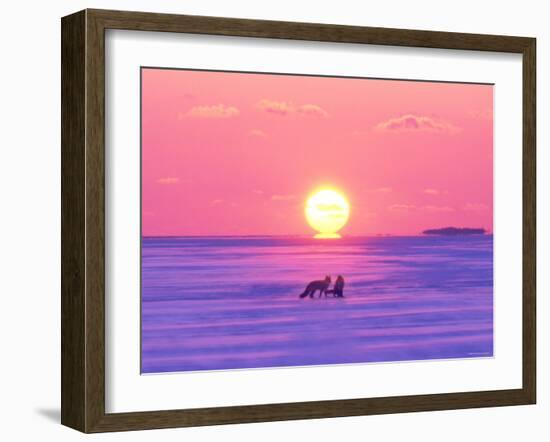 Pair of Fox in Winter Morning-null-Framed Photographic Print